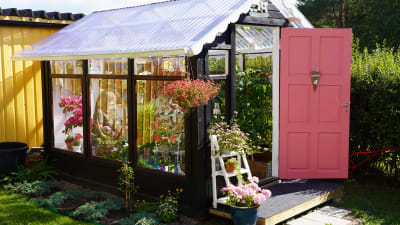 Ett litet växthus för hobbyodling i en grönskande trädgård. Växthuset har en rosa spegeldörr som står öppen på vid gavel.