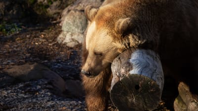 En björn ligger på en stock i vackert solsken och ser ut att sova.