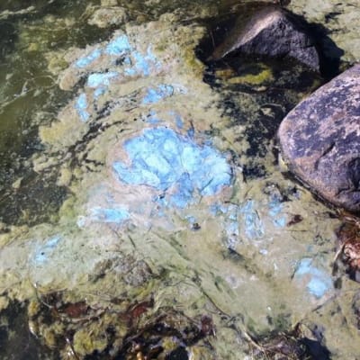 Turkosa alger i strandkanten
