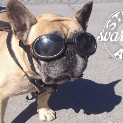 Hund med solglasögon på och text Stedan svarar på allt