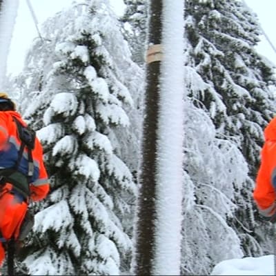 Tung snö fällde träd över elledningarna i Savolax i januari 2015.