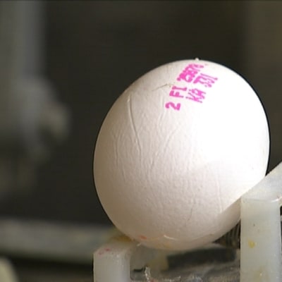 Ett ägg som granskas på Muna Foods packeri i S:t Karins.