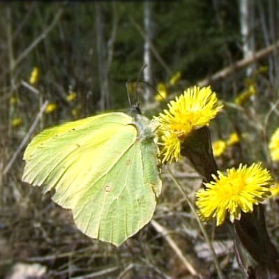 En citronfjäril på en tussilago