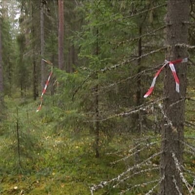 Fornminnesområde i en skog i Pörtom.
