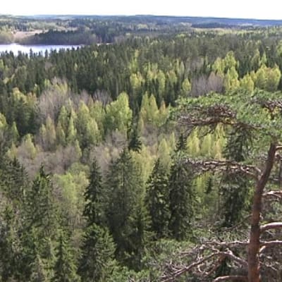 Maisema Aulangon näkötornin tasanteelta.