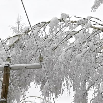 Luminen puu taipuneena sähkölinjan päälle