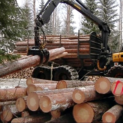 Metsäkone nostaa tukkeja.