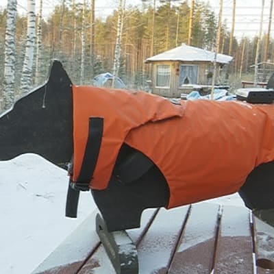 Mäntyharjulaisen keksijä Jussi Aron uusin versio susilta suojaavasta koiran suojaliivistä. 