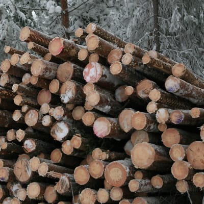 Puukaupan odotetaan vilkastuvan kevään aikana.