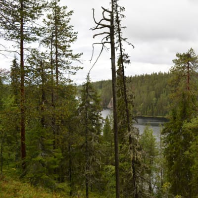 Hossan retkeilyalueen maisemaa, metsää ja vesistöä, jonka takana häämöttää Värikallio.