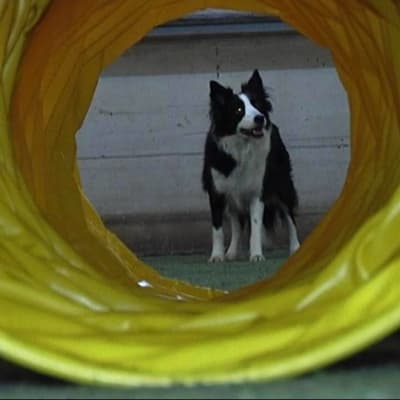 Koira katsoo agility-esteputken läpi