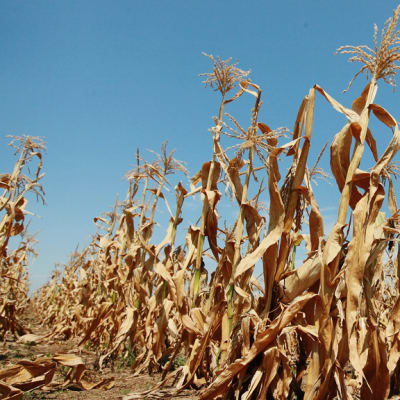 Pystyyn kuivunut maissipelto Oaktonissa, Indianan osavaltiossa, 19. heinäkuuta 2012. 
