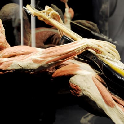 Kitaraa soittavan ihmisen anatomiaa esillä Body Worlds -näyttelyssä Heurekassa.