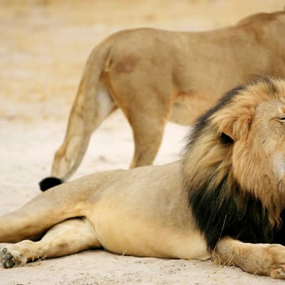 Cecil-leijona. 