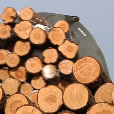 Haapajärven saha käsittelee tukkipuuta kolmessa työvuorossa yötä päivää.