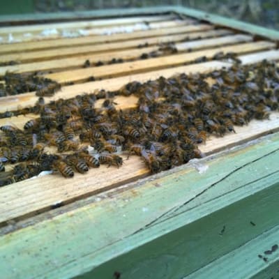 mehiläisiä