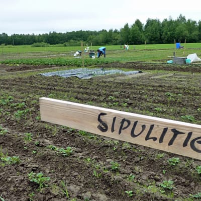 viitta sipulitielle