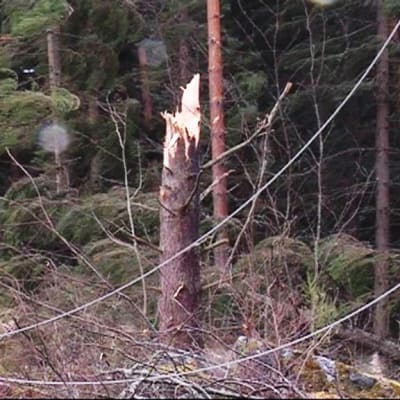 Eino-myrsky kaatoi vuonna 2013 puita ja katkoi sähköjä.