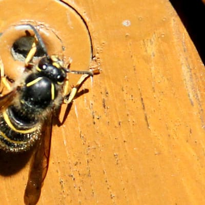 Kuvassa ampiainen paistattelee päivää puutarhatuolin kyljessä. 