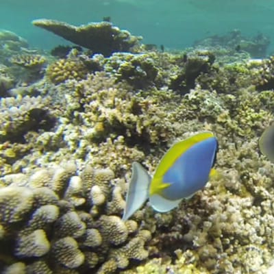 Koralliriutta Malediiveillä. 
