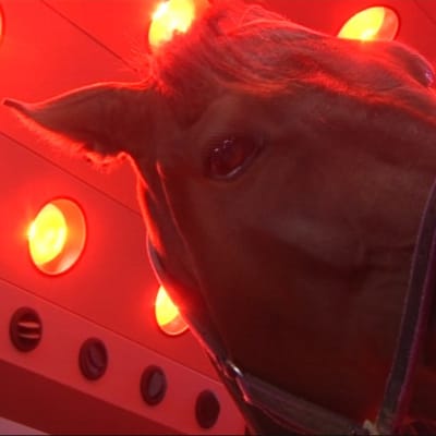 Hevonen infrapunalämmittimen alla