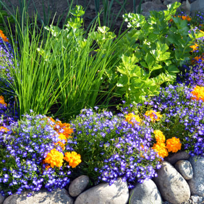 Kuvassa näkyy kellertäviä ja violettejä kukkia kivillä ympäröidyssä kukka penkissä.