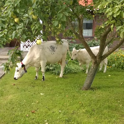 Lapinlehmät Onna ja Niila kuljeskelevat Anttilan pihapiirissä, etualalla omenapuu, taustalla asuinrakennusta.