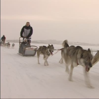 Huskyvaljakko Pielisen jäällä