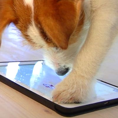 Poju-koira oppi pelaamaan tablettitietokoneella.