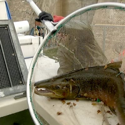 18,5 kg lohi nostetaan haavissa tankkiautoon.