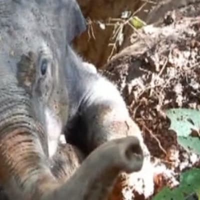 Tyhjään vesikuoppaan pudonnut norsunpoikanen luonnonsuojelualueella Lounais-Kiinassa.