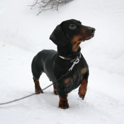 Vihtori-koira tassuttelee lumella.