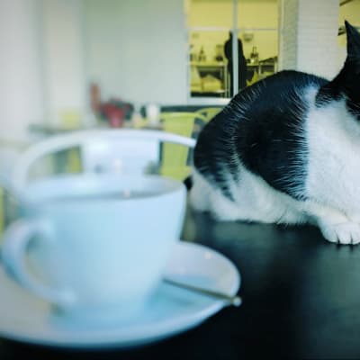 Kissa.