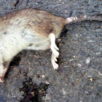 Rotta; kuollut rotta; rottaongelma