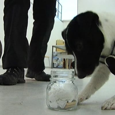 Jackrusselinterrieri Pilke opettelee tunnistamaan rotan hajua.