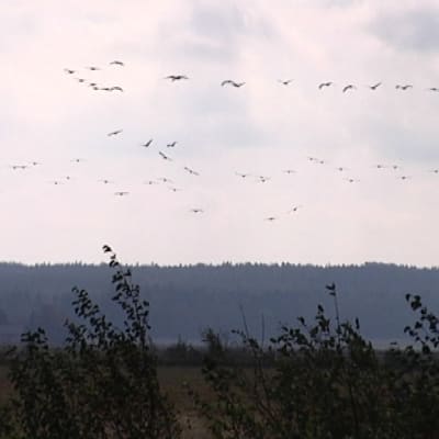 Söderfjärdenillä mitattiin kaikkien aikojen kurkiennätys syksyllä 2014 - 8174 lintua. 