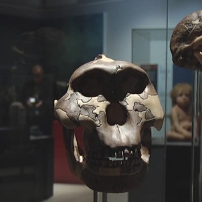 Neandertalit-näyttely Satakunnan Museossa Porissa.