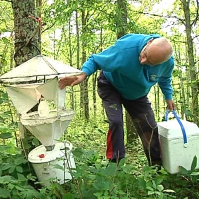 Perhoslajeja tutkitaan pyydyksien avulla.