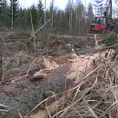 Metsäkone työssä.