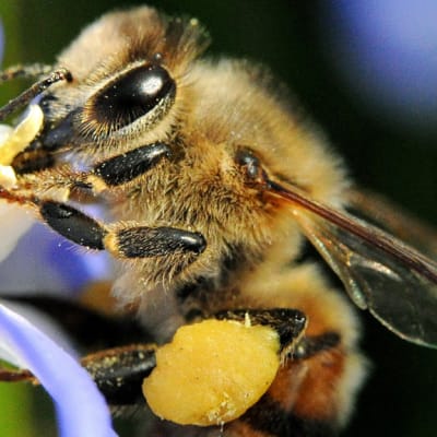 Mehiläinen istuu kukan terälehdellä.