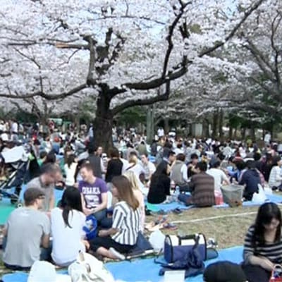 ihmisiä piknikillä kirsikkapuiden alla