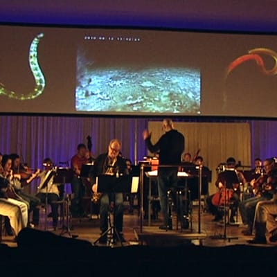 Kymi Sinfonietta soittaa Kotkan konserttitalolla