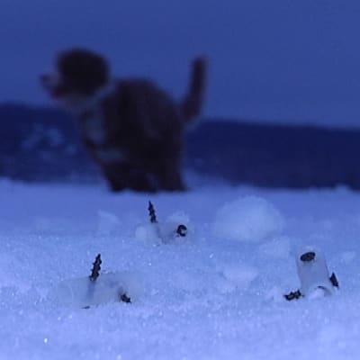 Koira juoksee ruuviansojen lähellä Tuomiojärven jäällä