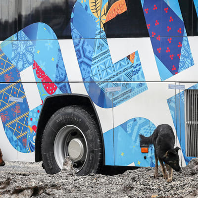 Kulkukoiria olympialaisten kuljetusbussin edustalla.