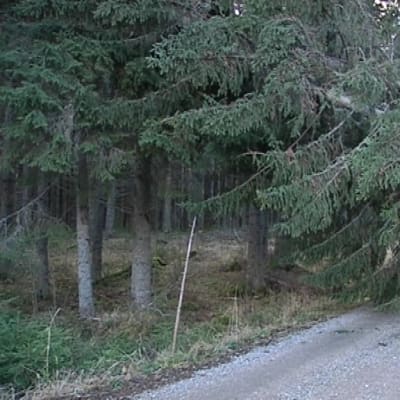 Tielle kaatunut puu.