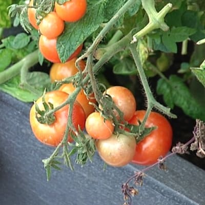 Tomaatteja pihan kasvihuoneessa. 