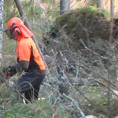 Metsuri sahaa kaatunutta puuta.