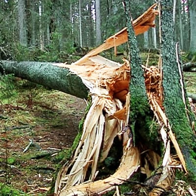 Kaatunut kuusi.