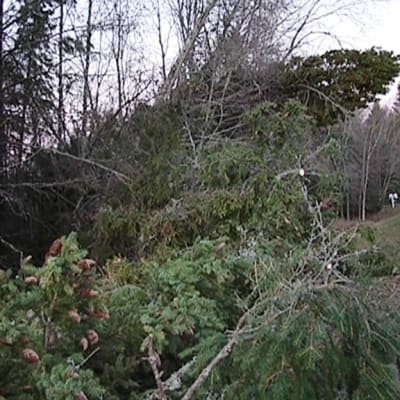 Eino-myrskyn kaatamia puita Vaasassa.