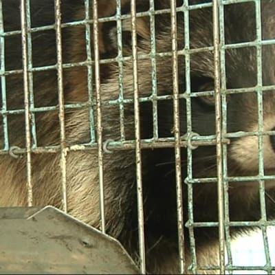 raccoon dog in a cage